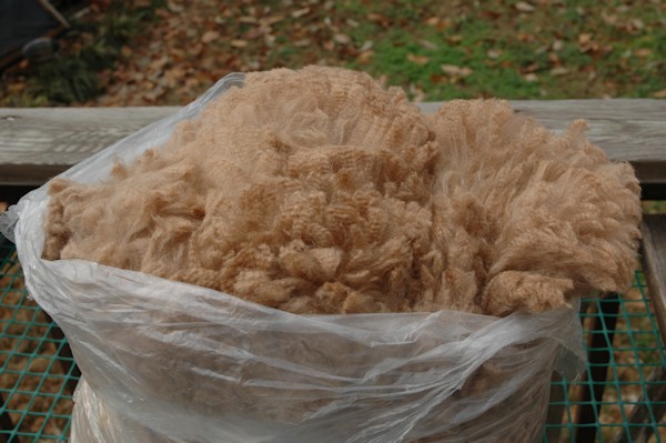 raw unwashed alpaca fleece