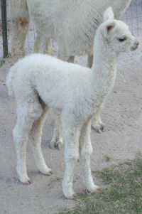 Marius of Moonwood