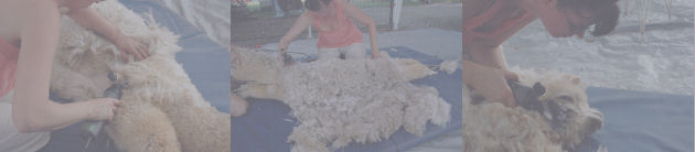 Roo shearing Marius